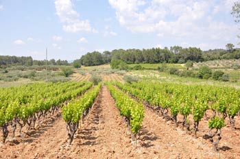 domaines viticoles